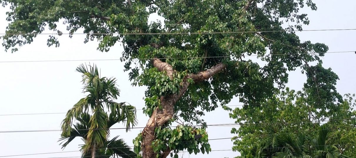 प्रतिनिधीमुलक तस्वीर