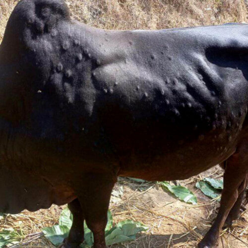 झापामा देखियो गाईभैंसीमा लाग्ने लम्पी स्किन रोग