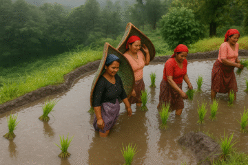 मुलुकभर धान रोपाइँ ९४% पूरा, सुदूरपश्चिममा सबैभन्दा बढी