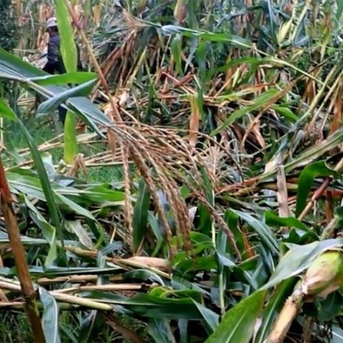 किरा, बाँदरपछि हावाहुरीको मार, भोजपुरमा मकैखेती संकटमा